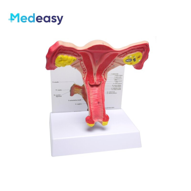 Female Uterus Anatomical Model Manufacturer - Vagina Model Plastic Uterus Normal