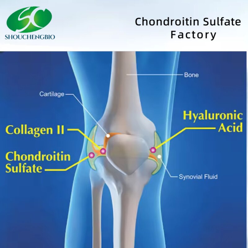 Calcium Chondroitin Sulfate Manufacturer - OEM/ODM USP 90% Cas 9007-28-7