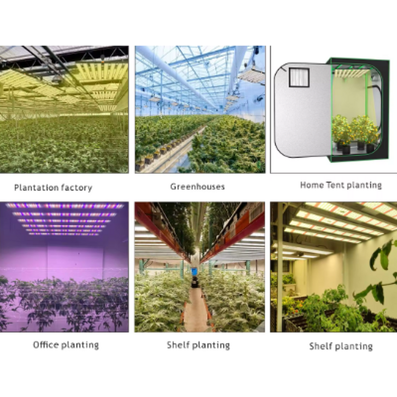 Grow Light Factory - OEM Full Spectrum IP65 Blue Red Indoor Plants