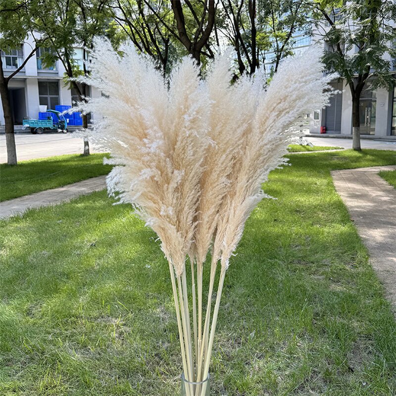 Pampas Grass Manufacturer - OEM Natural Fluffy Large Plume for Home Wedding Decoration