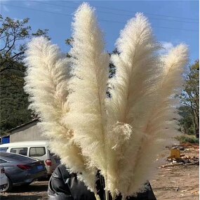 Preserved Pampas Grass Manufacturer - OEM Hot Selling White Real Nature Dried Tall Flower