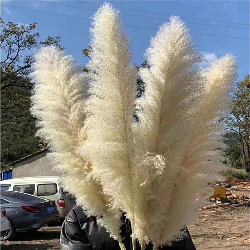 Preserved Pampas Grass Manufacturer - OEM Hot Selling White Real Nature Dried Tall Flower