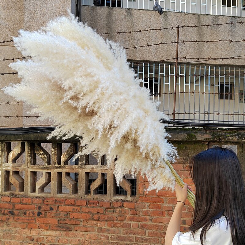 Dried Pampas Grass Factory - OEM Elegant Fluffy for Wedding Home Party Floral Arrangements