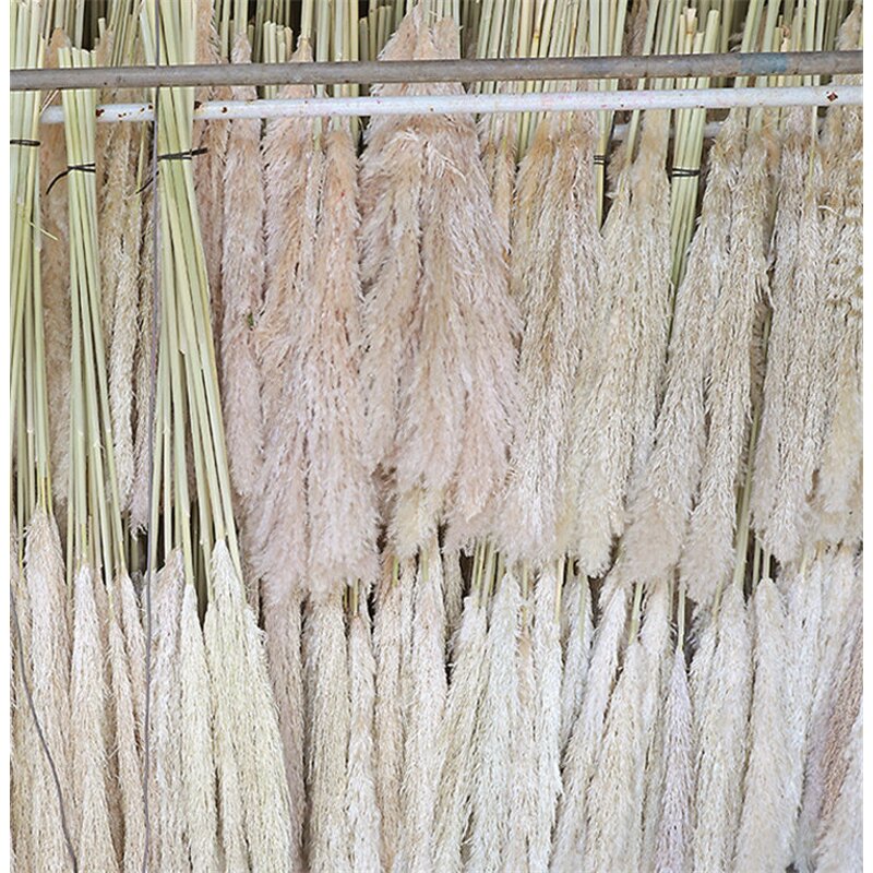 Dried Pampas Grass Bouquet Manufacturer - OEM Elegant Natural for Wedding Christmas Decorations