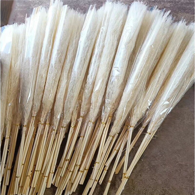 Preserved Pampas Grass Manufacturer - OEM Hot Selling White Real Nature Dried Tall Flower