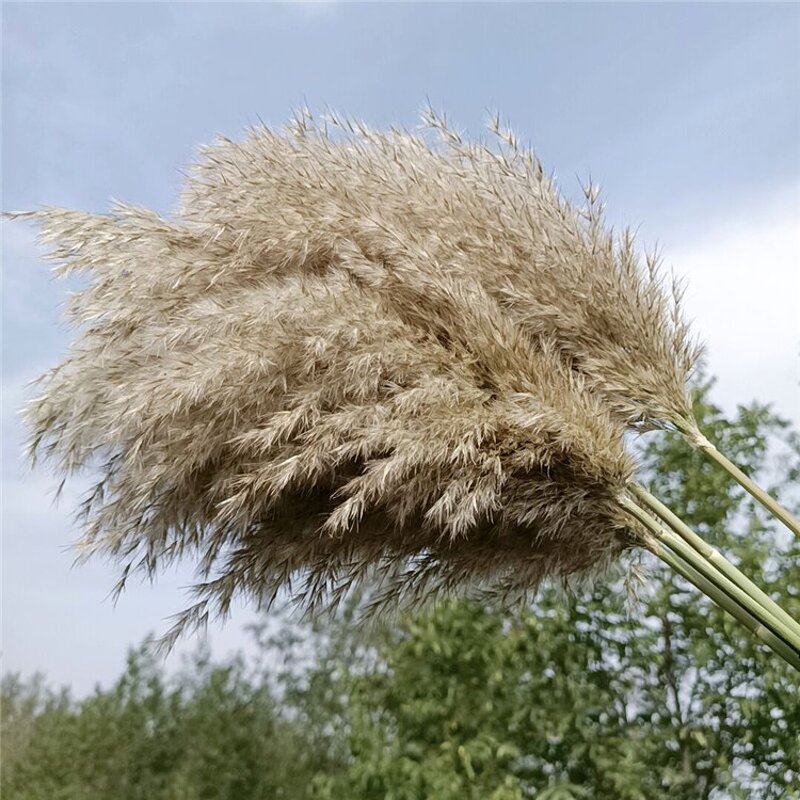 Dried Pampas Grass Factory - OEM Natural Fluffy for Wedding Home Decor Centerpiece Display