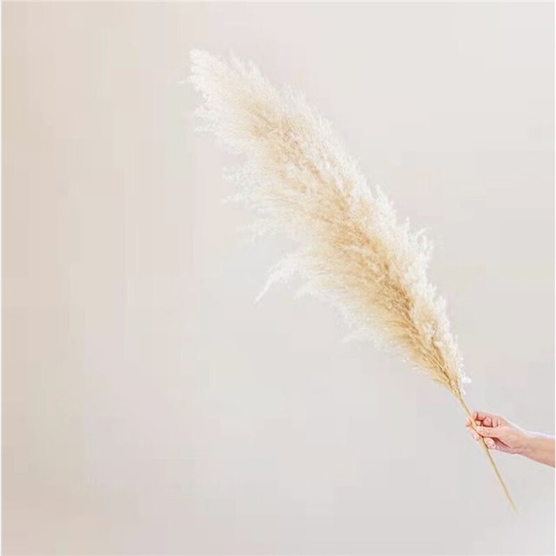 Preserved Pampas Grass Manufacturer - OEM Hot Selling White Real Nature Dried Tall Flower