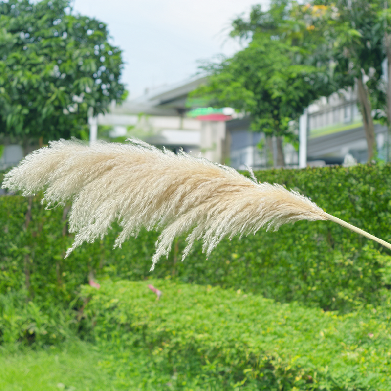 Pampas Grass Manufacturer - OEM Natural Fluffy Large Plume for Home Wedding Decoration
