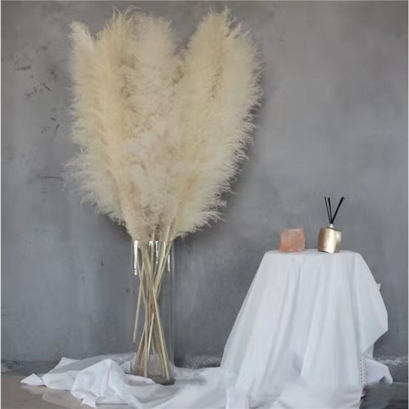 Preserved Pampas Grass Manufacturer - OEM Hot Selling White Real Nature Dried Tall Flower