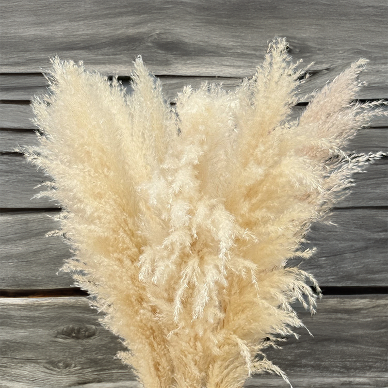 Pampas Grass Manufacturer - OEM Natural Fluffy Large Plume for Home Wedding Decoration