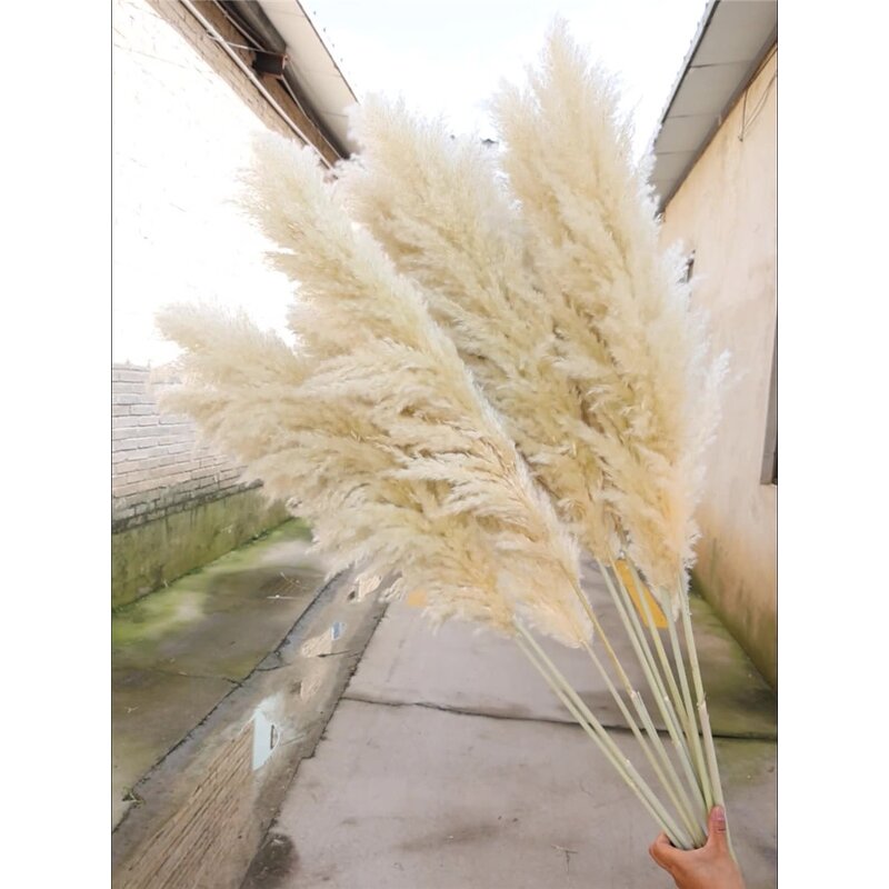 Dried Pampas Grass Bouquet Manufacturer - OEM Elegant Natural for Wedding Christmas Decorations