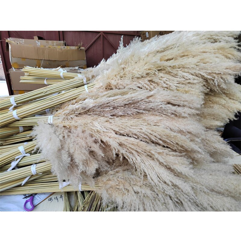 Dried Pampas Grass Factory - OEM Elegant Fluffy for Wedding Home Party Floral Arrangements