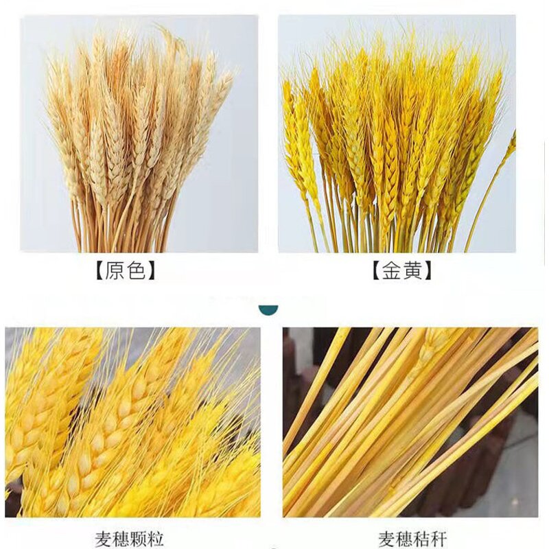 Dried Wheat Stalks Factory - OEM Hot Selling Natural for Wedding Home Kitchen Decoration