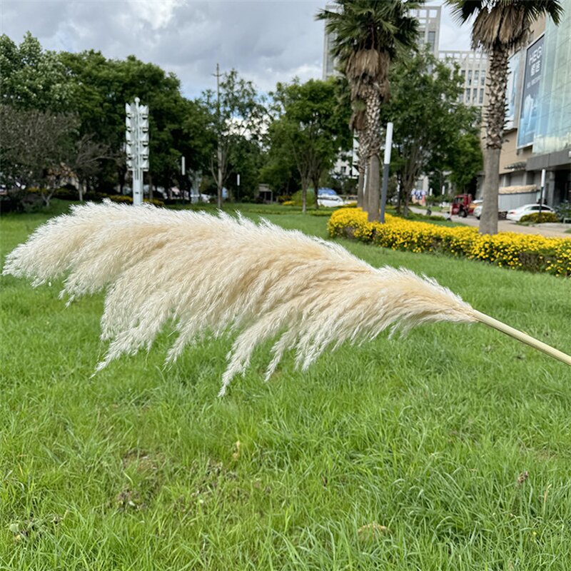 Pampas Grass Manufacturer - OEM Natural Fluffy Large Plume for Home Wedding Decoration