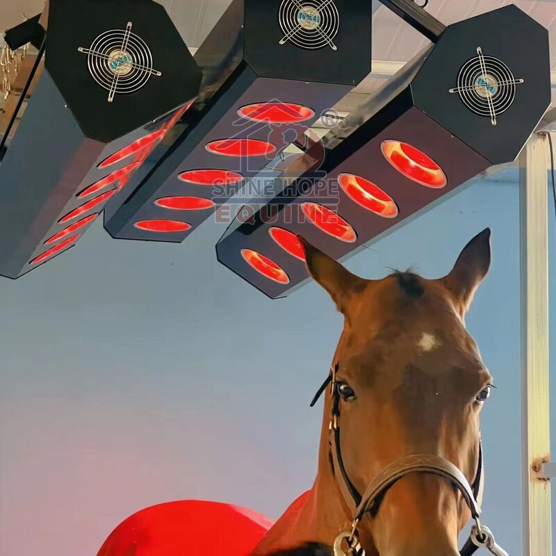 Equine Solarium Manufacturer - OEM Horse Training with Imported Lamps for Sale