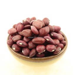 Wholesale Price  High Quality 1 Ton Organic Small Red Kidney Beans in Bulk Nice Price