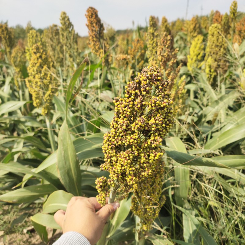 Customize Label Red and White Sorghum Extract Powder Meal Replacement  Sorghum Flour