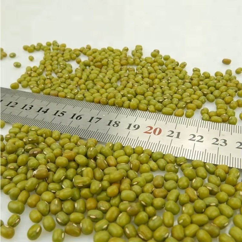 Wholesale 100% Natural Green Mung Beans Vigna Beans Dried Products From China Buyers in Bulk Packaging