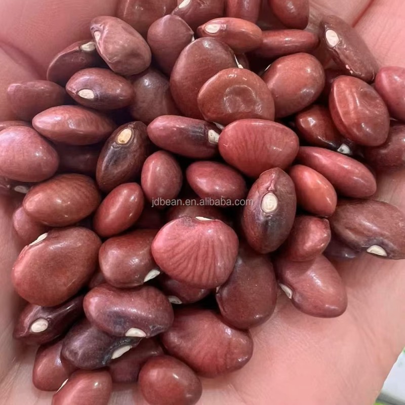 Wholesale Price  High Quality 1 Ton Organic Small Red Kidney Beans in Bulk Nice Price