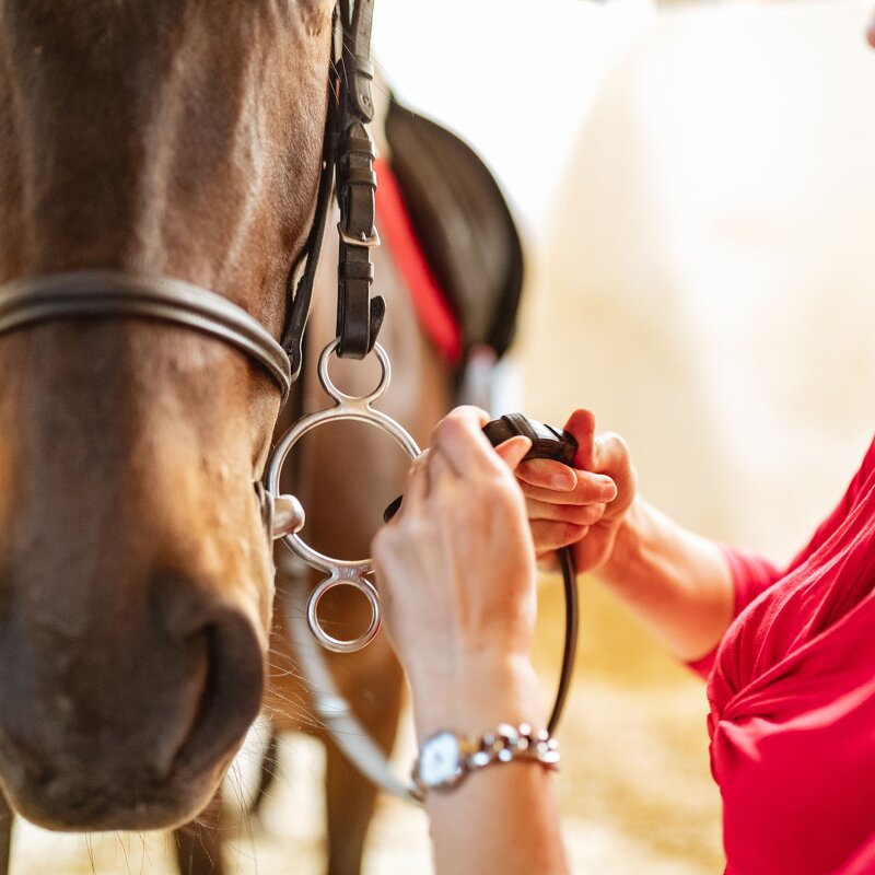 Horse Bits Manufacturer - New Design Jointed Bit Low Leverage Chewing Mouth Roller Stainless Steel