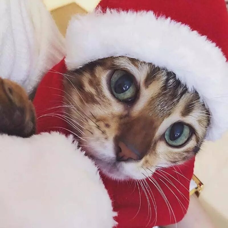 Santa Hat Manufacturer - Pet Winter Warm Plush Cap Xmas Party Decor Hat