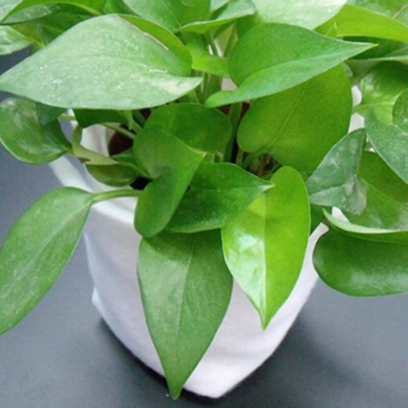 Non-Woven Fabric Supplier - White Breathable Anti-Static Mop