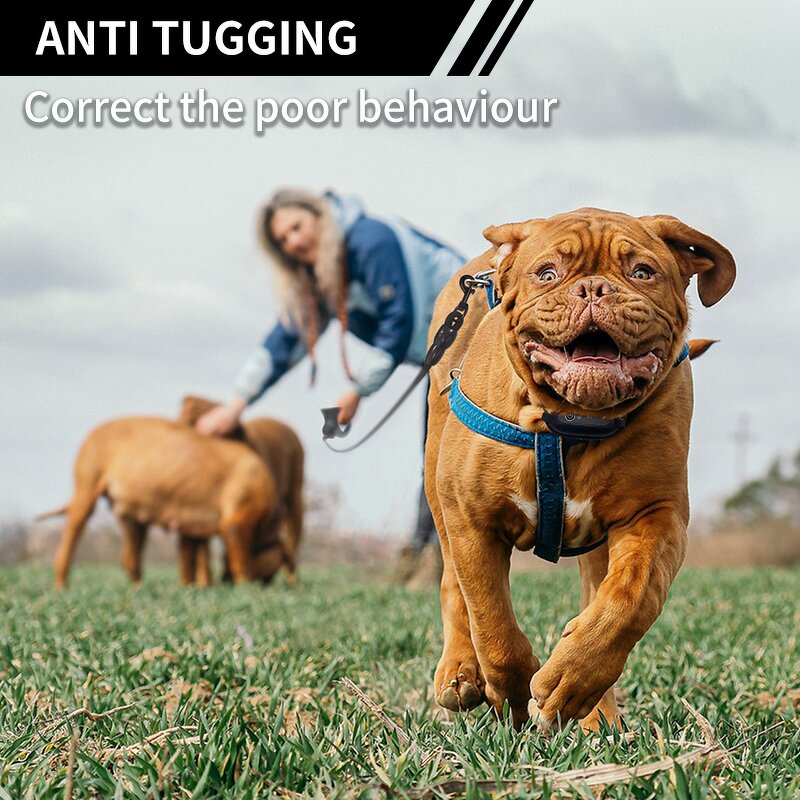 Dog Training Collar Manufacturer - OEM/ODM 3300FT Anti Bark