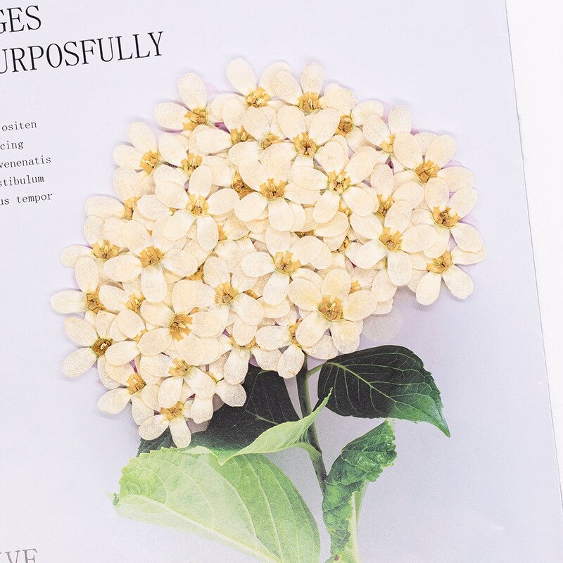 Dried Flower Resin Mold Manufacturer - Custom Pressed Flower Epoxy Silicone Mold