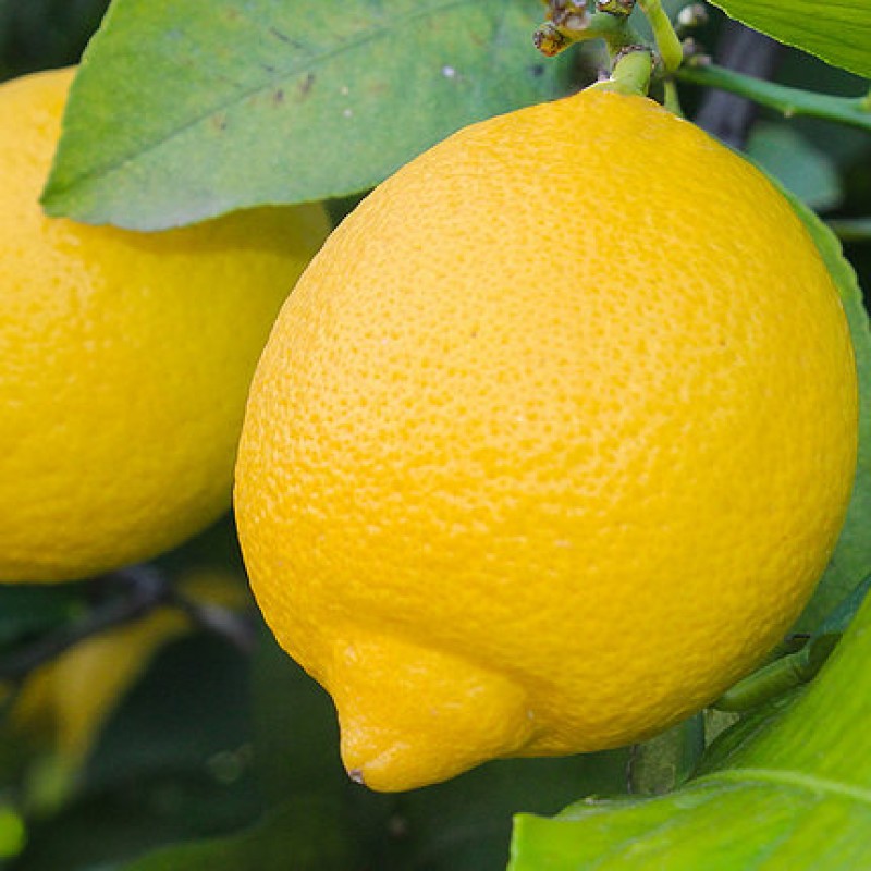 Organic Lemon Factory - Bulk Sichuan Fresh Lemon
