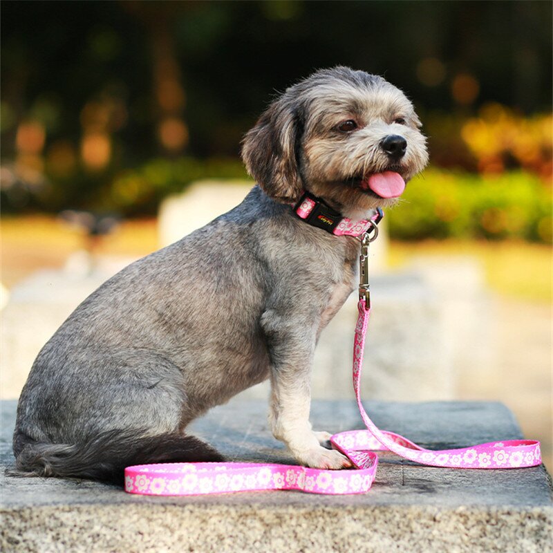 Pet Collar and Leash Factory - Nylon Printed Adjustable Set