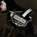 Pet Collars & Leashes