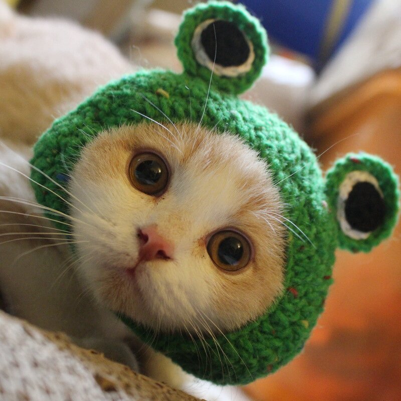 Crochet Hat Manufacturer - OEM/ODM Custom Pet Frog Photo Prop Daily Wear