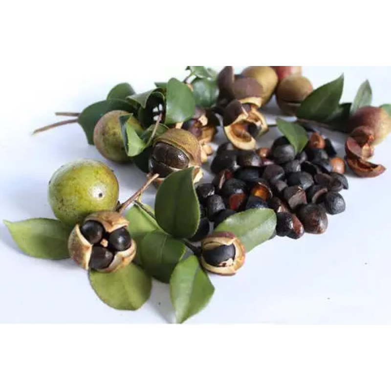 Factory Supply Tea Seed Extract Tea Saponin 60% 98% Tea Saponin Powder