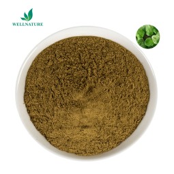Best Selling Good Price Lysimachia Extract Lysimachiae Herba Lysimachia Extract Powder