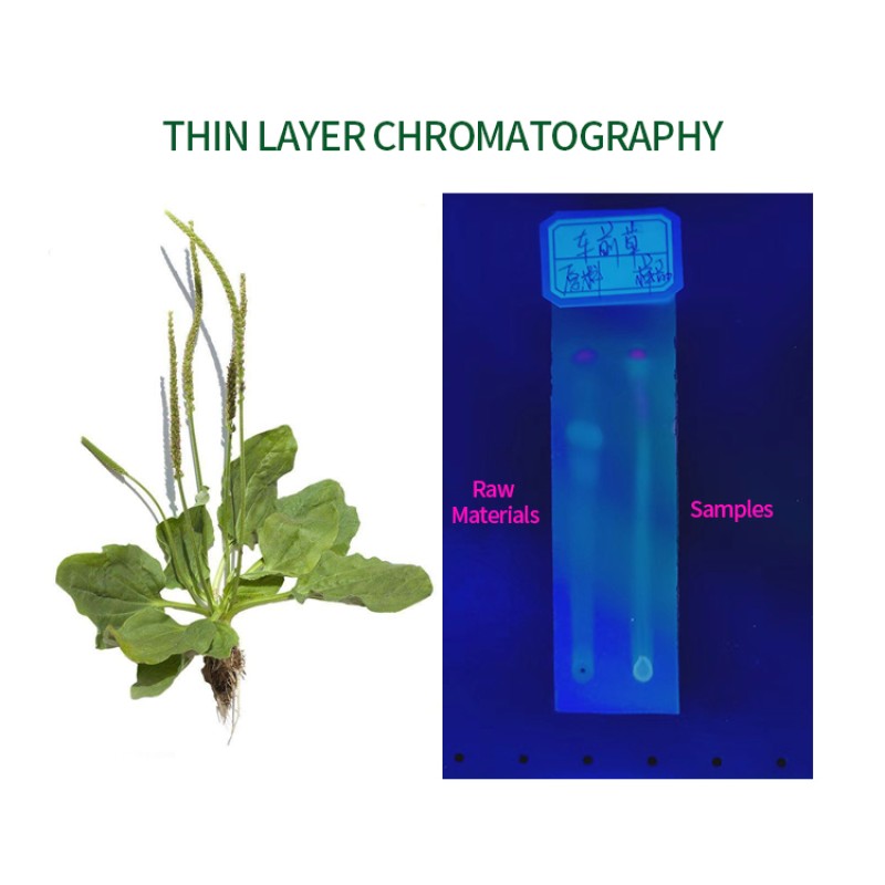 Best Selling Good Price Lysimachia Extract Lysimachiae Herba Lysimachia Extract Powder