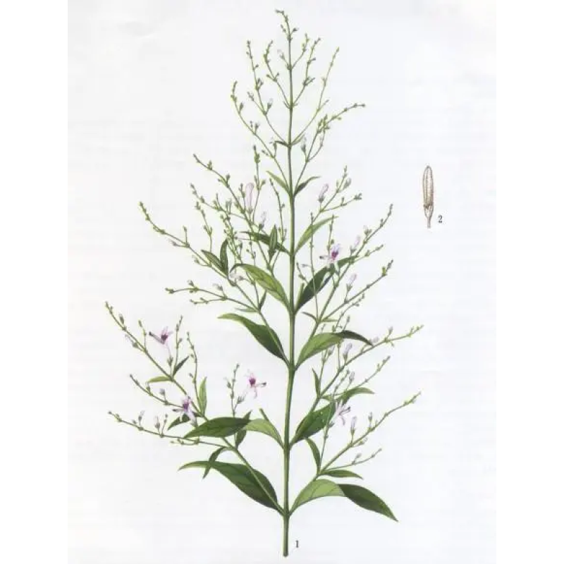 Wholesale Andrographis Paniculata Leaf Extract Andrographis Powder 30%