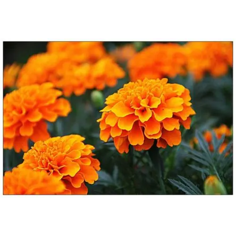 Organic Marigold Extract 4% Lutein Raw Material Natural Marigold Flower Extract Powder
