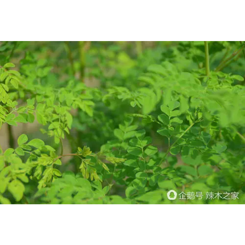 Manufacture Supply Moringa Leaf Powder Extract Moringa Oil Extraction