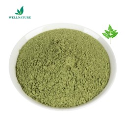 100% Natural Moringa Oleifera Seed Extract Capsules Machine Moringa Extract Supplier