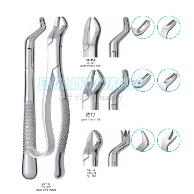 Tooth Forceps Factory - Hot Sale Lower Molar English Pattern