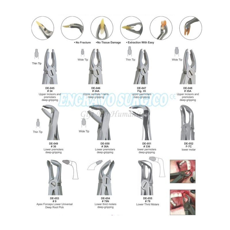 Extracting Forceps Manufacturer - Dental Instruments English Pattern