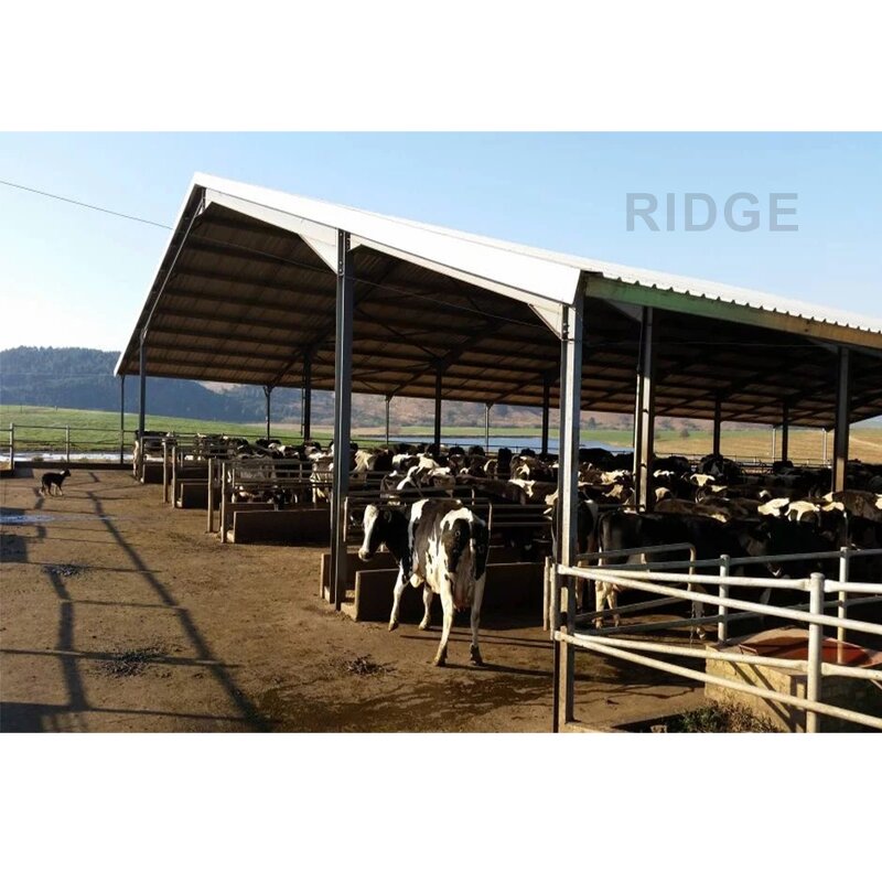 Open Site Steel Structure Manufacturer - OEM/ODM Building Cow House Dairy Cow Shed Design