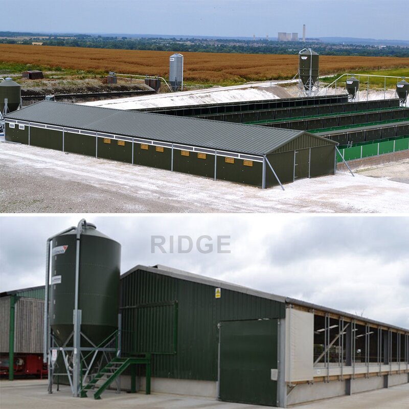 Prefabricated Building Factory - OEM/ODM Low Cost High Quality Steel Structure Chicken Shed Poultry