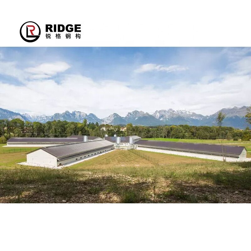 Prefab Steel Structure Poultry Farm Factory - OEM/ODM Chicken Shed Farm Building
