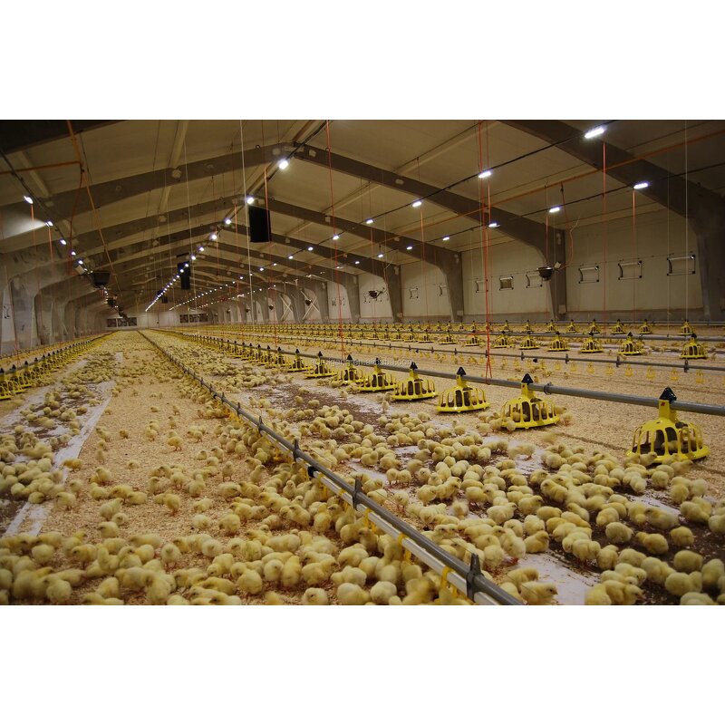 Egg Chicken Breeder Barns Factory - OEM/ODM House and Professional Layer Houses Construction