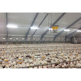 Automatic Poultry Shed Factory - OEM/ODM Farm Building Prefabricated Housing Steel Structure Chicken