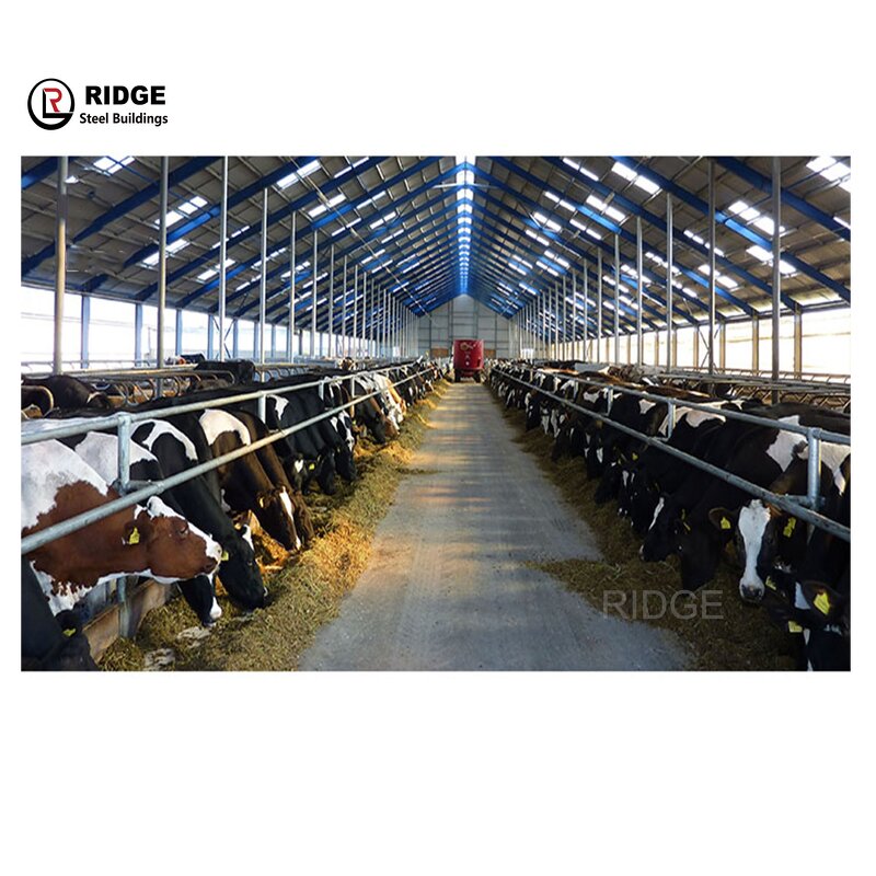 Open Site Steel Structure Manufacturer - OEM/ODM Building Cow House Dairy Cow Shed Design