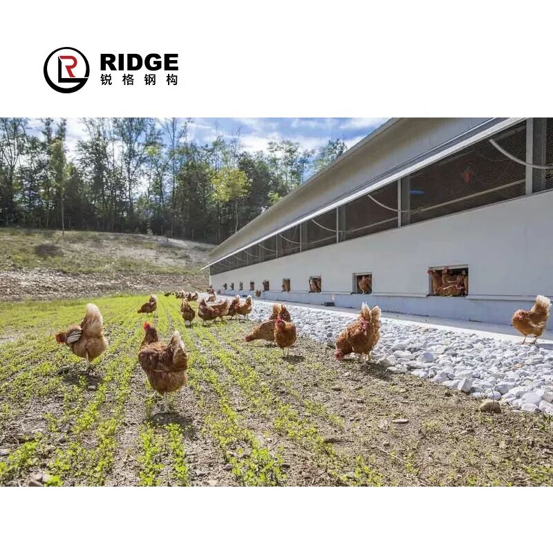 Commercial Metal Buildings Manufacturer - OEM/ODM Fast Assemble Steel Structure Design Poultry Farm