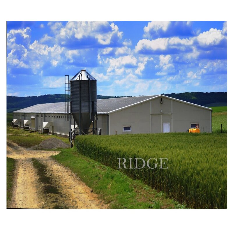 Egg Chicken Breeder Barns Factory - OEM/ODM House and Professional Layer Houses Construction