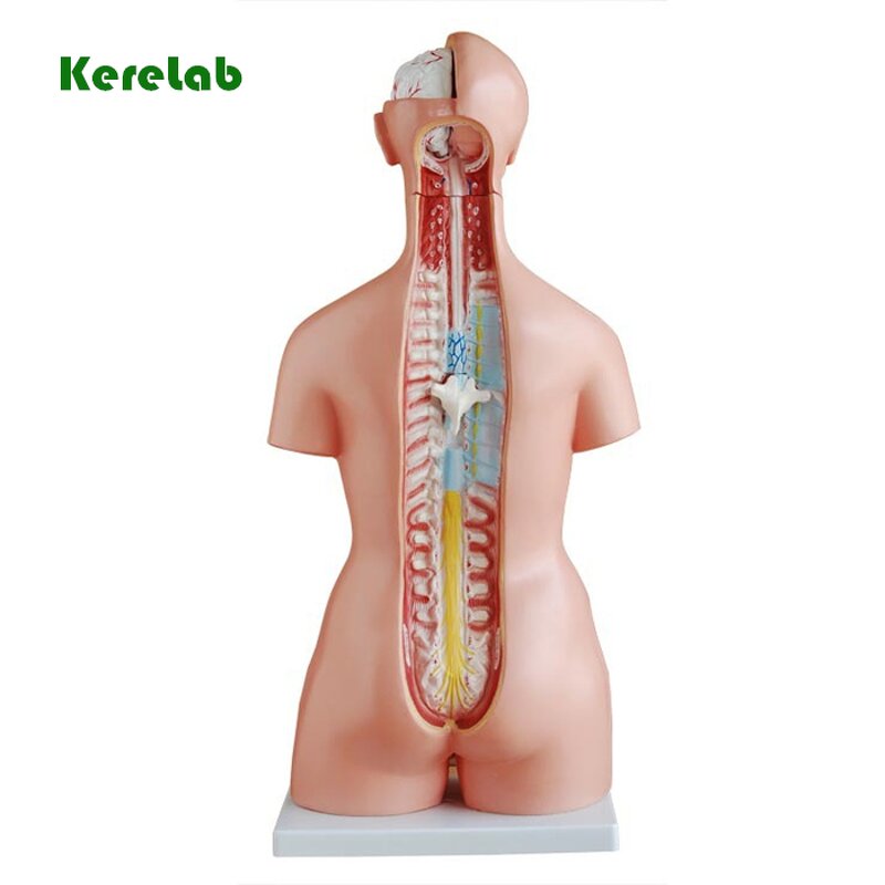 Anatomical Model Supplier - School Education 85CM Unisex Female Face
